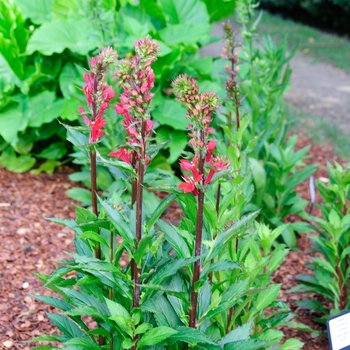 Lobelia speciosa 'Vulcan Red' (113721)