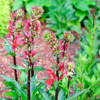 Lobelia speciosa 'Vulcan Red' (113722)