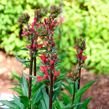 Lobelia speciosa 'Vulcan Red' (113723)