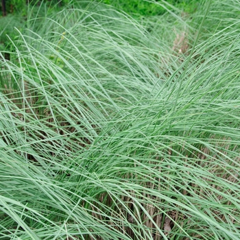 Muhlenbergia lindheimeri '' (113725)