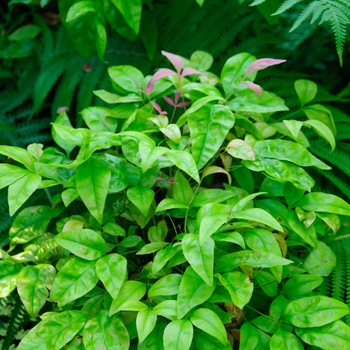 Nandina domestica 'Blush Pink™' (113727)