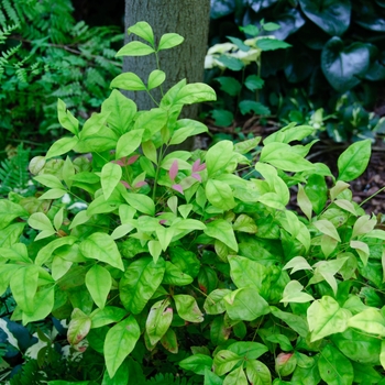 Nandina domestica 'Blush Pink™' (113728)