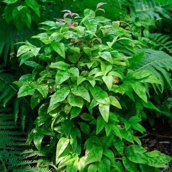 Nandina domestica 'Blush Pink™' (113729)