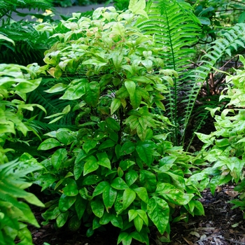 Nandina domestica 'Blush Pink™' (113730)