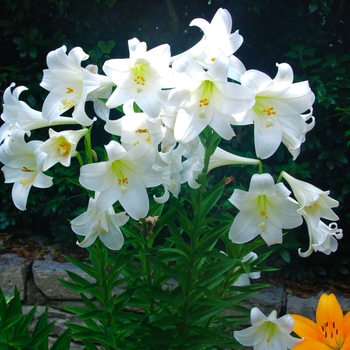 Lilium longiflorum '' (113732)