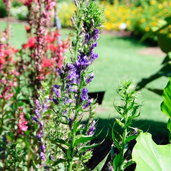 Lobelia x speciosa 'Fan Blue' (113733)