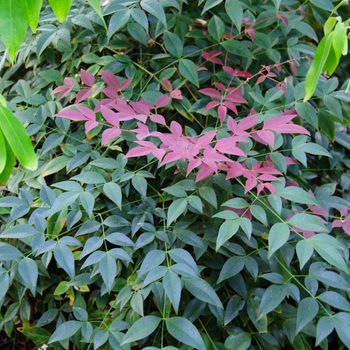 Nandina domestica 'Flirt™' (113743)