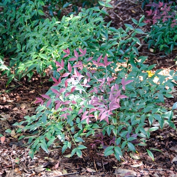 Nandina domestica 'Flirt™' (113744)