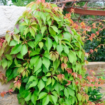 Parthenocissus 'Hacienda Creeper' (113752)