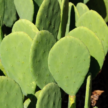 Opuntia cacanapa 'Ellisiana' (113767)