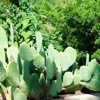 Opuntia cacanapa 'Ellisiana' (113768)