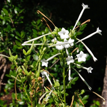 Nicotiana sylvestris '' (113771)