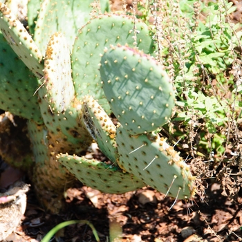 Opuntia violacea var. santa-rita 'Santa Rita Tubac™' (113773)