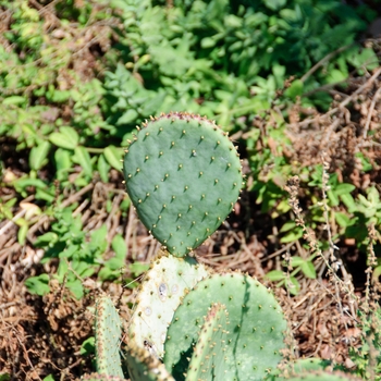 Opuntia violacea var. santa-rita 'Santa Rita Tubac™' (113774)