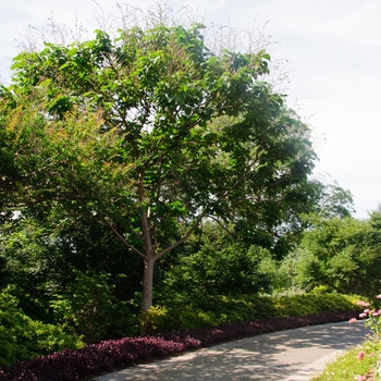 Paulownia tomentosa '' (113785)