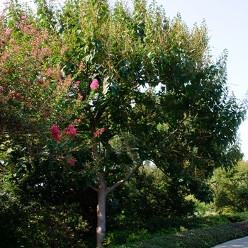 Paulownia tomentosa '' (113786)