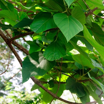 Paulownia tomentosa '' (113787)