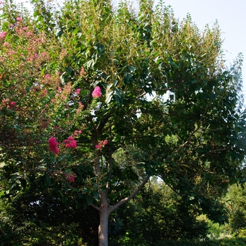 Paulownia tomentosa '' (113788)