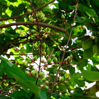 Paulownia tomentosa '' (113789)