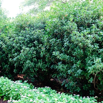 Osmanthus x fortunei 'Carl Wheeler' (113793)