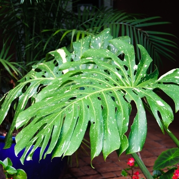 Monstera deliciosa 'Cheesecake' (113795)