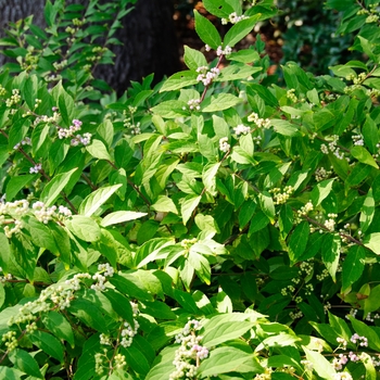 Callicarpa bodinieri 'Profusion' (113799)