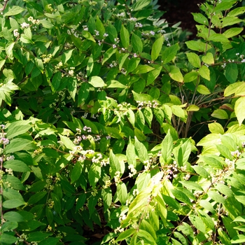 Callicarpa bodinieri 'Profusion' (113800)