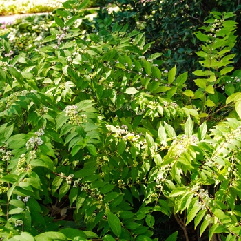 Callicarpa bodinieri 'Profusion' (113801)