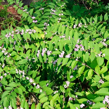 Callicarpa bodinieri 'Profusion' (113802)