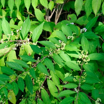 Callicarpa bodinieri 'Profusion' (113803)