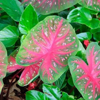 Caladium x hortulanum 'Red Flash' (113808)