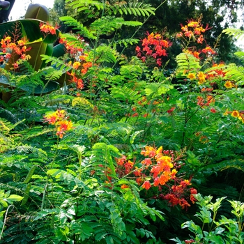 Caesalpinia pulcherrima '' (113810)