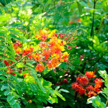 Caesalpinia pulcherrima '' (113812)