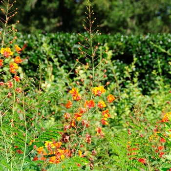 Caesalpinia pulcherrima '' (113813)