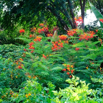 Caesalpinia pulcherrima '' (113814)