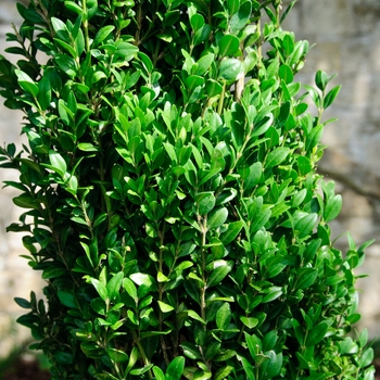 Buxus sempervirens 'Graham Blandy' (113816)