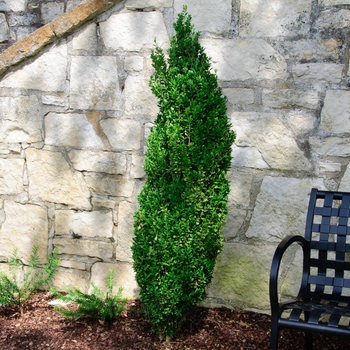 Buxus sempervirens 'Graham Blandy' (113817)