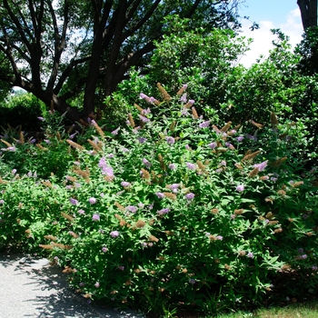 Buddleia davidii '' (113818)