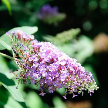 Buddleia davidii '' (113819)