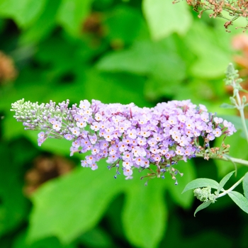 Buddleia davidii '' (113820)