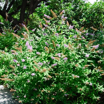 Buddleia davidii '' (113821)