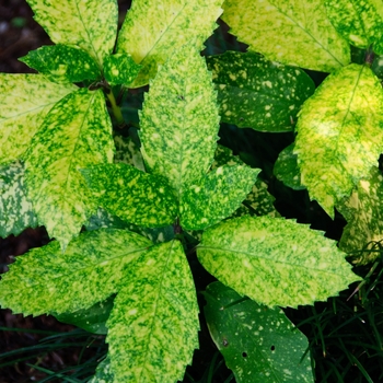 Aucuba japonica 'Gold Dust' (113826)