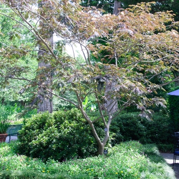 Albizia julibrissin 'Summer Chocolate' (113828)