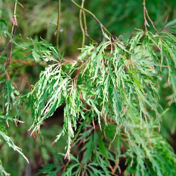 Acer palmatum var. dissectum 'Inaba Shidare' (113839)