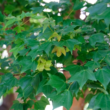 Acer buergerianum '' (113853)