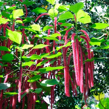 Acalypha hispida '' (113856)