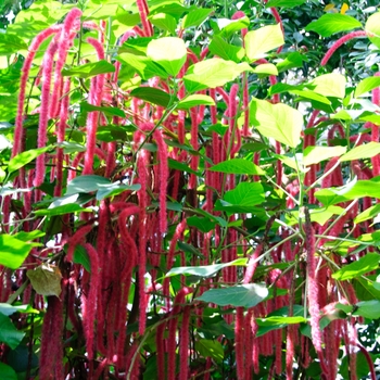 Acalypha hispida '' (113857)