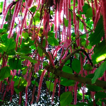 Acalypha hispida '' (113858)