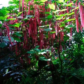 Acalypha hispida '' (113859)