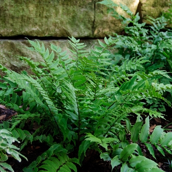 Polystichum makinoi '' (113860)